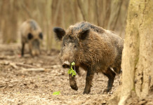 Eradicazione della peste suina africana in Calabria: firmata circolare attuativa Eradicazione della peste suina africana in Calabria: firmata circolare attuativa - due cinghiali