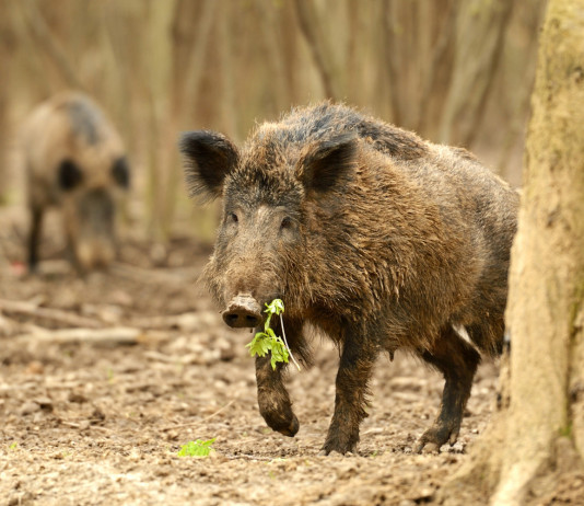 Eradicazione della peste suina africana in Calabria: firmata circolare attuativa Eradicazione della peste suina africana in Calabria: firmata circolare attuativa - due cinghiali