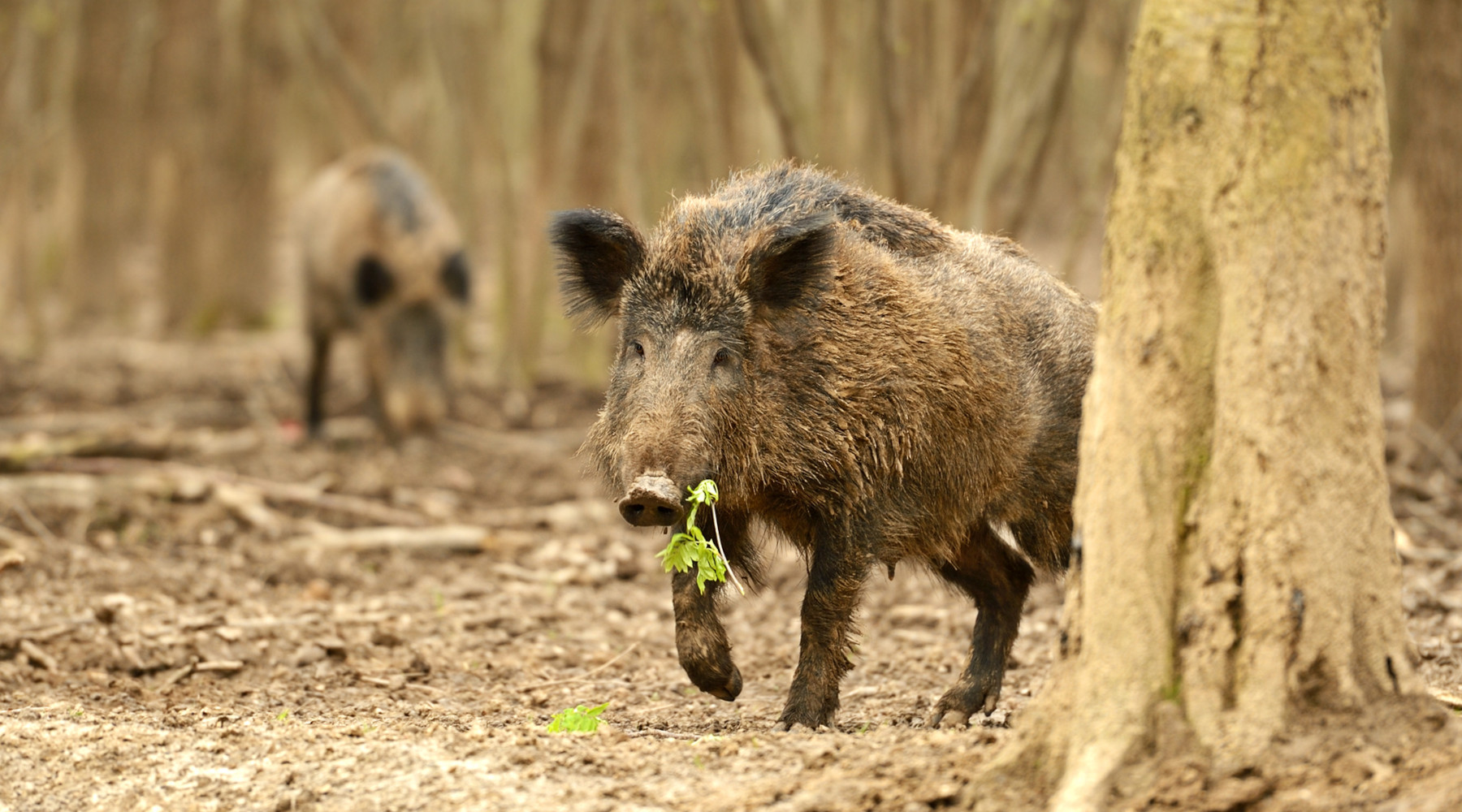 Eradicazione della peste suina africana in Calabria: firmata circolare attuativa Eradicazione della peste suina africana in Calabria: firmata circolare attuativa - due cinghiali