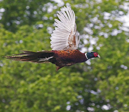 Fagiano: una specie con una storia affascinante Fagiano: una specie con una storia affascinante