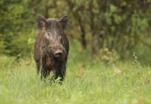 I moderatori di suono per la caccia di selezione al cinghiale? I moderatori di suono per la caccia di selezione al cinghiale? cinghiale nel bosco, vista frontale