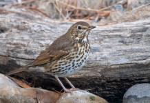 In Toscana chi consegna gli anelli per i richiami vivi? In Toscana chi consegna gli anelli per i richiami vivi? tordo bottaccio