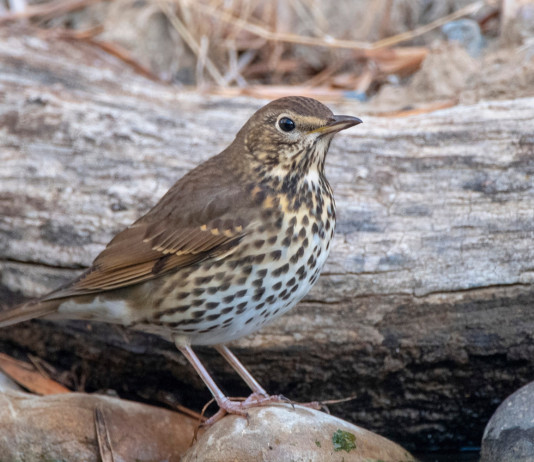 In Toscana chi consegna gli anelli per i richiami vivi? In Toscana chi consegna gli anelli per i richiami vivi? tordo bottaccio