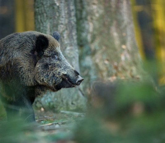 Lotta contro la peste suina africana: «Cacciatori necessari» Lotta contro la peste suina africana: cinghiale nella foresta