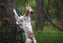 Maltrattamento animale, domani quattro ddl in commissione Maltrattamento animale, domani quattro ddl in commissione: setter con zampe anteriori appoggiato a un albero