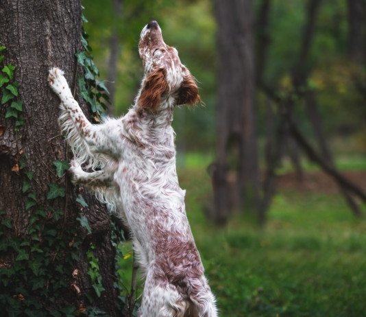 Maltrattamento animale, domani quattro ddl in commissione Maltrattamento animale, domani quattro ddl in commissione: setter con zampe anteriori appoggiato a un albero
