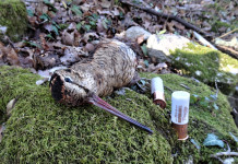 Nobel sport Italia Prestige Dispersante 35 dual shot calibro 12: il test a caccia Nobel sport Italia Prestige Dispersante 35 dual shot calibro 12 test a caccia