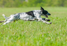 Novelle venatorie e culinarie: il nuovo libro di Allegrucci Novelle venatorie e culinarie: il nuovo libro di Allegrucci: setter inglese bianco e nero in corsa