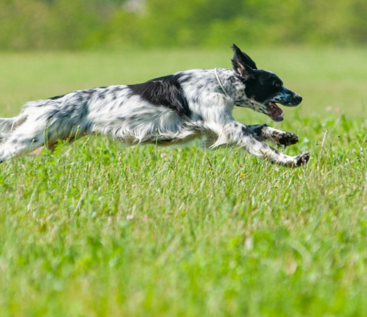 Novelle venatorie e culinarie: il nuovo libro di Allegrucci Novelle venatorie e culinarie: il nuovo libro di Allegrucci: setter inglese bianco e nero in corsa