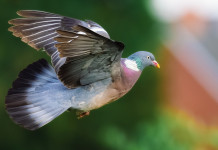 Preapertura della caccia in Sicilia, le associazioni venatorie commentano la sentenza