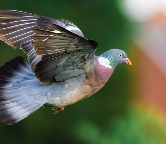 Preapertura della caccia in Sicilia, le associazioni venatorie commentano la sentenza