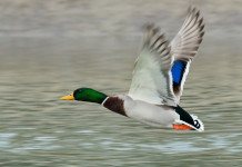 Procedura d’infrazione europea sulla caccia, la posizione delle associazioni venatorie Procedura d’infrazione europea sulla caccia, la posizione delle associazioni venatorie: germano reale in volo