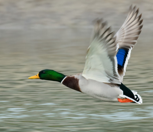 Procedura d’infrazione europea sulla caccia, la posizione delle associazioni venatorie Procedura d’infrazione europea sulla caccia, la posizione delle associazioni venatorie: germano reale in volo