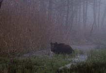Prorogate misure contro la peste suina africana Prorogate misure contro la peste suina africana: cinghiale nella nebbia