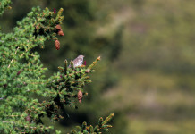 Valichi montani in Lombardia, Federcaccia contro il Tar Valichi montani in Lombardia, Federcaccia contro il Tar: tordo bottaccio su conifera