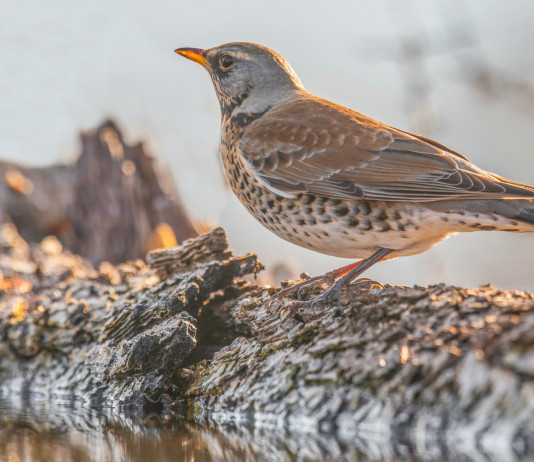 Valichi montani in Lombardia, accolto ricorso Lac Valichi montani in Lombardia, accolto ricorso Lac: cesena in montagna, vicino a corso d'acqua