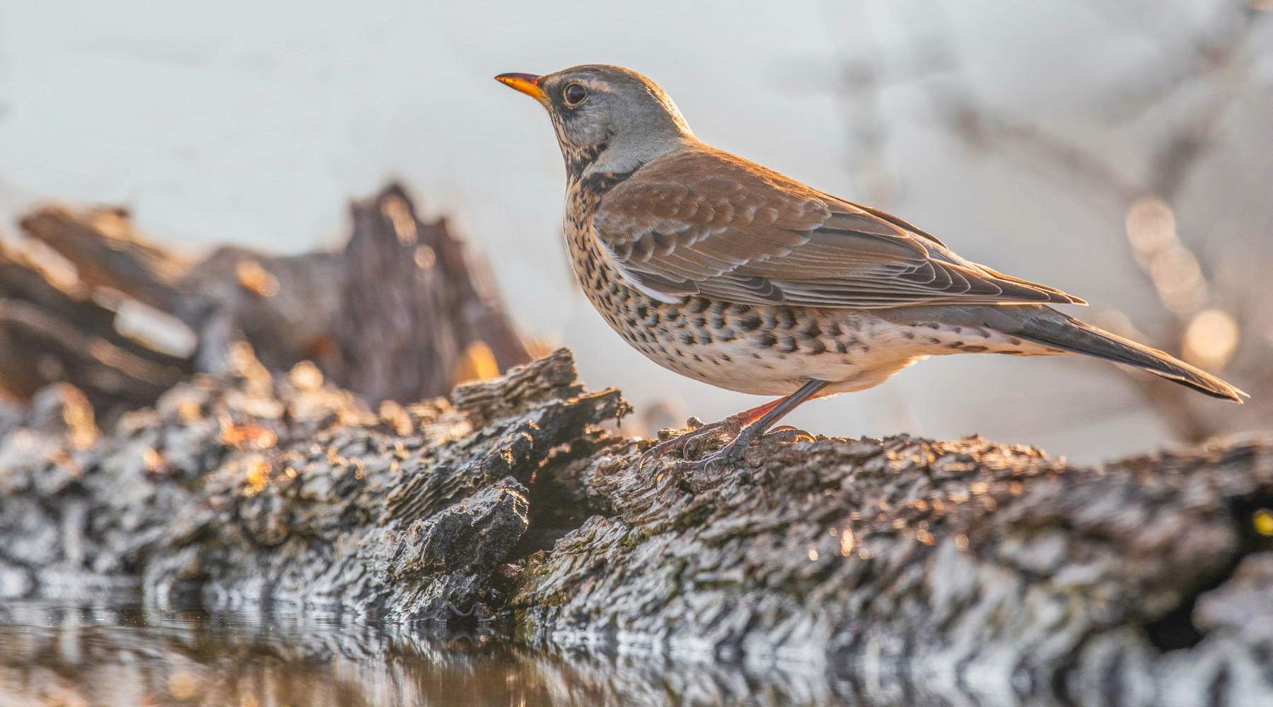 Valichi montani in Lombardia, accolto ricorso Lac Valichi montani in Lombardia, accolto ricorso Lac: cesena in montagna, vicino a corso d'acqua