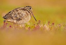 Valutazione d’incidenza dei calendari venatori, Federcaccia contro gli animalisti Valutazione d’incidenza dei calendari venatori, Federcaccia contro gli animalisti: beccaccia