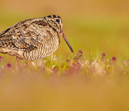 Valutazione d’incidenza dei calendari venatori, Federcaccia contro gli animalisti Valutazione d’incidenza dei calendari venatori, Federcaccia contro gli animalisti: beccaccia