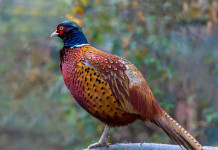 Valutazione d’incidenza dei calendari venatori: la sentenza del Tar Valutazione d’incidenza dei calendari venatori: la sentenza del Tar - fagiano maschio di profilo