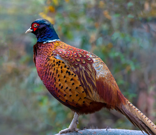 Valutazione d’incidenza dei calendari venatori: la sentenza del Tar Valutazione d’incidenza dei calendari venatori: la sentenza del Tar - fagiano maschio di profilo