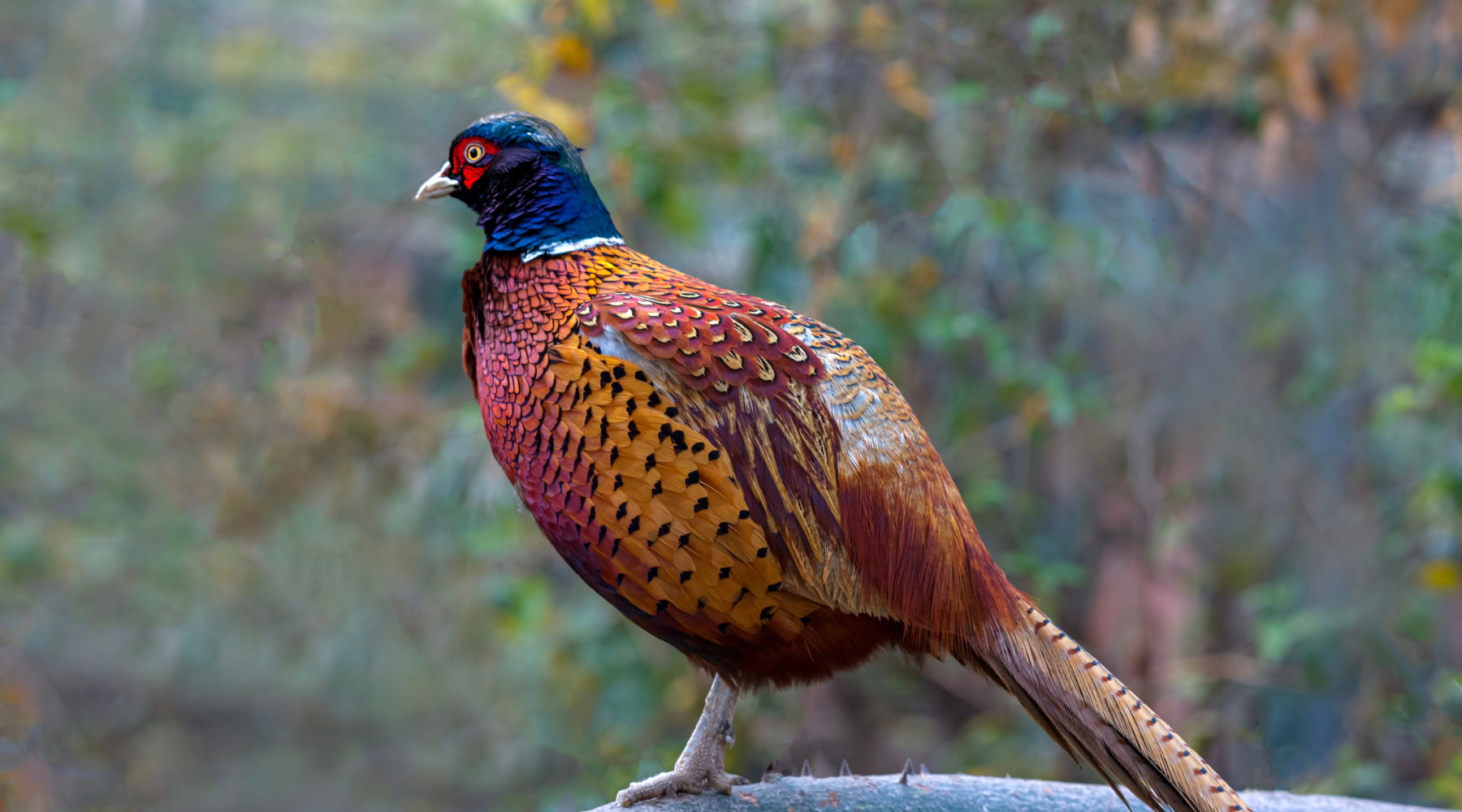 Valutazione d’incidenza dei calendari venatori: la sentenza del Tar Valutazione d’incidenza dei calendari venatori: la sentenza del Tar - fagiano maschio di profilo