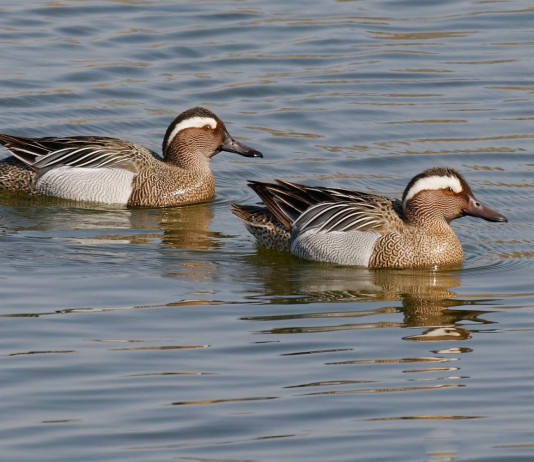 Violazioni della legge sulla caccia e codice penale: la sentenza Violazioni della legge sulla caccia e codice penale: due marzaiole