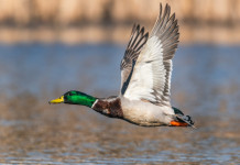 Zone umide, Fidc: «I cacciatori centrali per la conservazione» Zone umide, Fidc: «I cacciatori centrali per la conservazione»: germano reale in volo