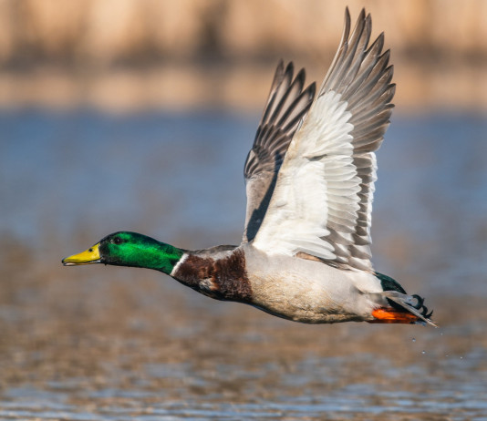 Zone umide, Fidc: «I cacciatori centrali per la conservazione» Zone umide, Fidc: «I cacciatori centrali per la conservazione»: germano reale in volo