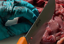 A caccia con il medico: salmonellosi, ossia alimenti contaminati A caccia con il medico salmonellosi: coltello taglia carne cruda