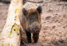 Al nord s’allarga la zona di restrizione per la peste suina africana Al nord s’allarga la zona di restrizione per la peste suina africana: cinghiale