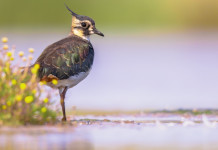 Anche gli ambientalisti nella discussione sul calendario venatorio delle Marche 2024/2025