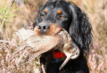 Caccia Magazine aprile 2024 in edicola Caccia Magazine aprile 2024 in edicola dal 18 marzo: setter gordon con beccaccia