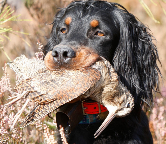 Caccia Magazine aprile 2024 in edicola Caccia Magazine aprile 2024 in edicola dal 18 marzo: setter gordon con beccaccia