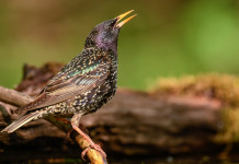 Caccia in deroga e piccole quantità, l’invito di Cpa alle Regioni Caccia in deroga e piccole quantità, l’invito di Cpa alle Regione: storno (Sturnus vulgaris)