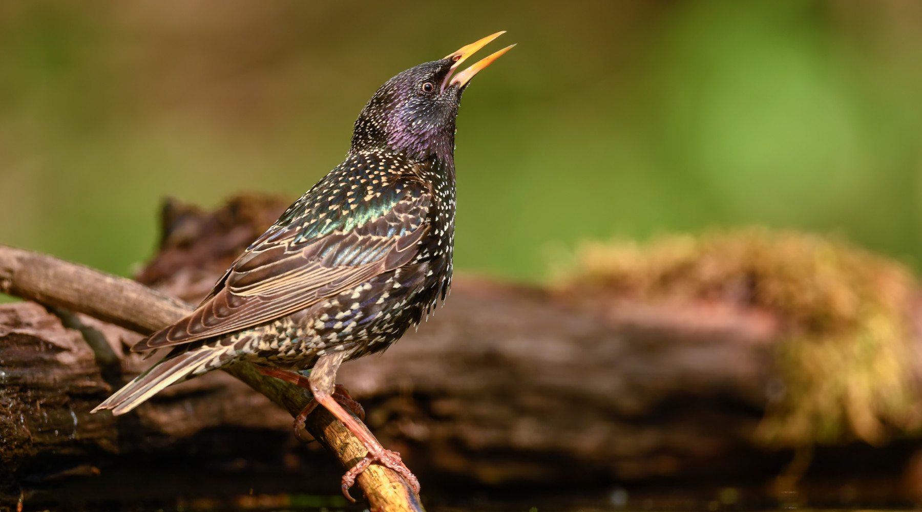 Caccia in deroga e piccole quantità, l’invito di Cpa alle Regione Caccia in deroga e piccole quantità, l’invito di Cpa alle Regione: storno (Sturnus vulgaris)