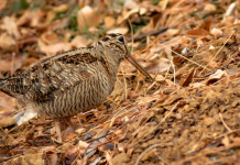 Calendario venatorio del Lazio 2024/2025, le richieste della Federcaccia Calendario venatorio del Lazio 2024/2025, le richieste della Federcaccia: beccaccia
