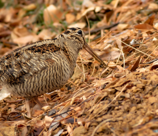 Calendario venatorio del Lazio 2024/2025, le richieste della Federcaccia Calendario venatorio del Lazio 2024/2025, le richieste della Federcaccia: beccaccia