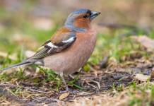 Calendario venatorio delle Marche 2024/2025: di nuovo l’Arcicaccia Calendario venatorio delle Marche 2024/2025: di nuovo l’Arcicaccia - fringuello (Fringilla coelebs)