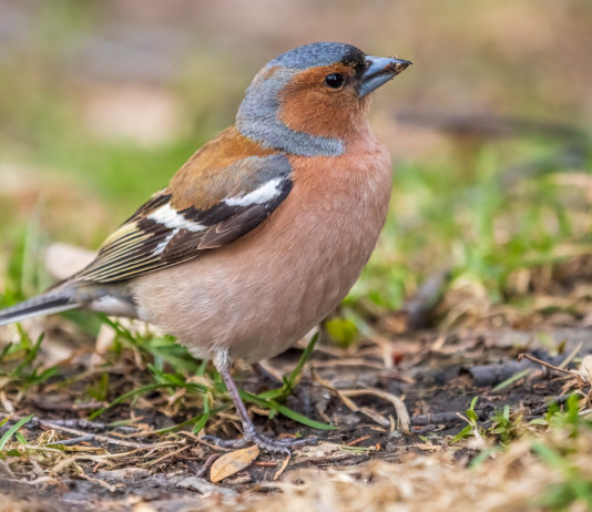 Calendario venatorio delle Marche 2024/2025: di nuovo l’Arcicaccia Calendario venatorio delle Marche 2024/2025: di nuovo l’Arcicaccia - fringuello (Fringilla coelebs)