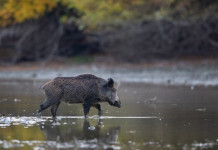 Cambierà il regolamento per la caccia al cinghiale in Emilia Romagna Cambierà il regolamento per la caccia al cinghiale in Emilia Romagna