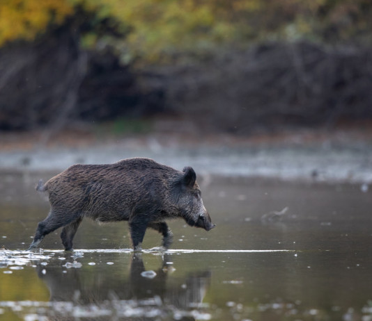 Cambierà il regolamento per la caccia al cinghiale in Emilia Romagna Cambierà il regolamento per la caccia al cinghiale in Emilia Romagna