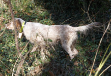 Cani da ferma: prova su beccacce a La Spezia Cani da ferma: prova su beccacce a La Spezia