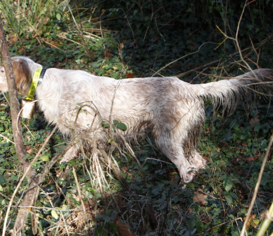 Cani da ferma: prova su beccacce a La Spezia Cani da ferma: prova su beccacce a La Spezia