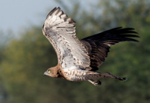 Censimento dei rapaci: l’iniziativa dell’Arcicaccia Censimento dei rapaci: l’iniziativa dell’Arcicaccia - biancone (Circaetus gallicus)