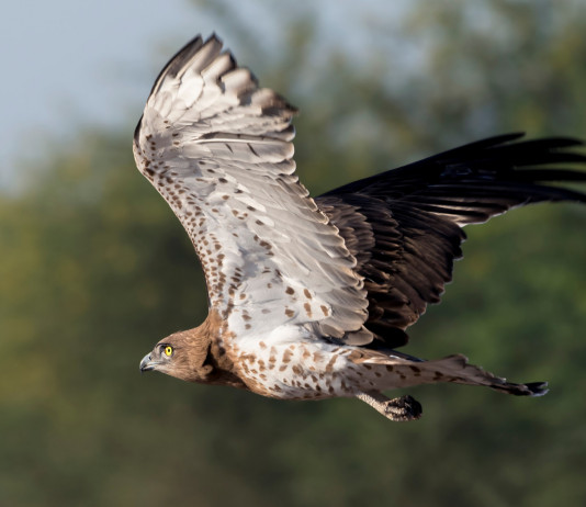 Censimento dei rapaci: l’iniziativa dell’Arcicaccia Censimento dei rapaci: l’iniziativa dell’Arcicaccia - biancone (Circaetus gallicus)