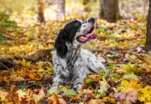 Ddl sul maltrattamento animale, riprende l’esame in commissione Ddl sul maltrattamento animale, riprende l’esame in commissione: setter da caccia nel bosco in autunno