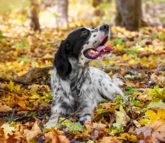 Ddl sul maltrattamento animale, riprende l’esame in commissione Ddl sul maltrattamento animale, riprende l’esame in commissione: setter da caccia nel bosco in autunno