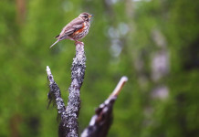 Federcaccia chiede a governo modifica dei key concept per la migratoria Federcaccia chiede a governo modifica dei key concept per la migratoria: tordo sassello (Turdus iliacus)