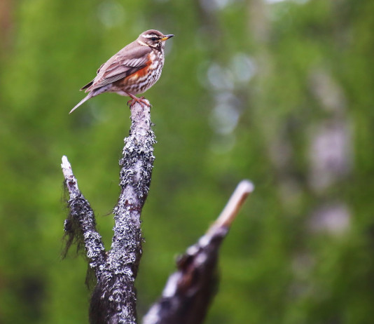 Federcaccia chiede a governo modifica dei key concept per la migratoria Federcaccia chiede a governo modifica dei key concept per la migratoria: tordo sassello (Turdus iliacus)